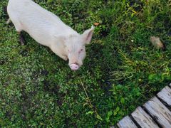 -硗碛藏寨·神木垒景区