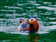 -陶然亭公园