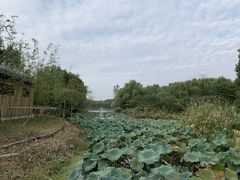-昆山城市生态森林公园