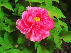 -莲花池公园