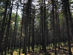 -芦芽山旅游度假区