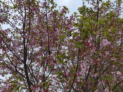 -武汉紫薇都市田园