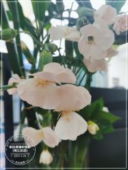 -帆拉斐婚纱摄影(春熙店)