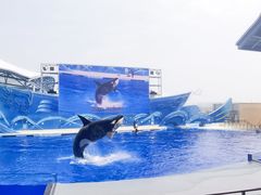 -上海海昌海洋公园