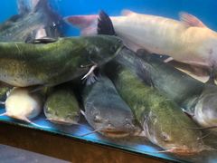 -舒来喜鱼锅(伊河路店)