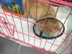 -芭比堂动物医院·心脏专科·夜诊·吉雅分院