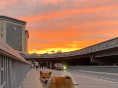 -FAELING PETS美天灵宠物(富力广场店)