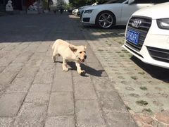 -宠物寄养训练学校