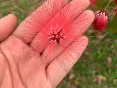 -中国科学院华南植物园