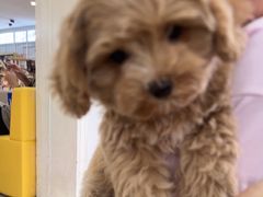 -翊宠yipet猫狗购宠庄园犬舍•猫舍