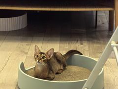 -猫大福·Fortune Cat猫舍(百子湾店)