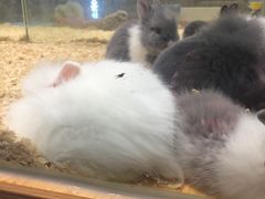 -龟与熊猫宠物公园(南坪店)