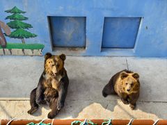 -青藏高原野生动物园