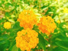 -飞来湖湿地公园