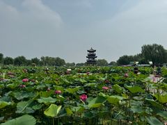 -荷花大观园