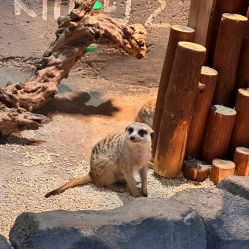 -Zoolung Zoolung动物主题公园(海信广场店)