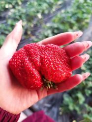 -蓝呗呗蓝莓草莓采摘园(通州区马驹桥店)