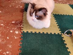 -猫猫幼稚园·撸猫·桌游·电玩