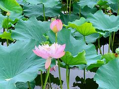 -荷塘月色湿地公园·向阳花洲