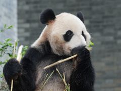 -都江堰中华大熊猫苑
