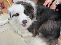 -宠福鑫康馨动物医院·骨科·眼科
