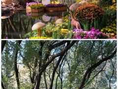 -上海共青森林公园