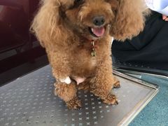 -顺强宠物诊所·狂犬免疫·夜诊·骨科(嘉定店)
