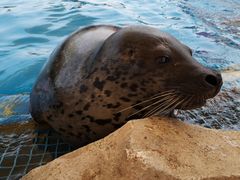 -芜湖新华联大白鲸海洋公园