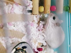 -钓仓鼠(洋桥北里小区店)