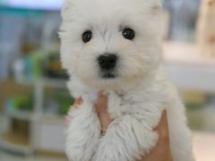 -翊宠yipet猫狗购宠庄园犬舍•猫舍