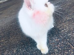 -柚子猫舍·精品猫舍购猫·猫咪认养·购宠·宠物店
