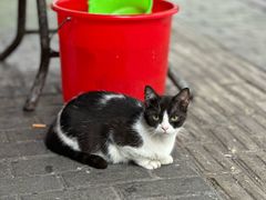 -老包炊饭