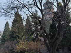 -合肥滨湖国家森林公园