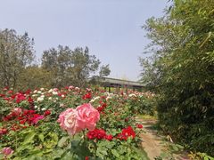-莲花池公园