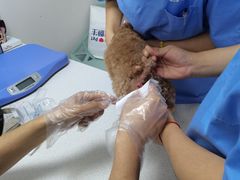 -宠颐生动物医院·心脏科·保险定点(锦阳分院)