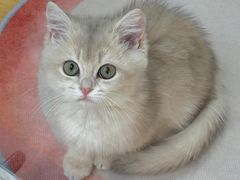 -青奢宠物·青奢猫舍