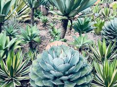 -深圳仙湖植物园