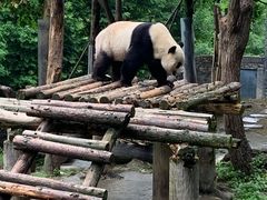 -都江堰中华大熊猫苑