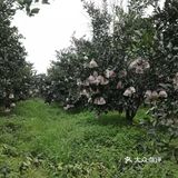 蒲江自家果园耙耙柑 10斤包邮 45-50元