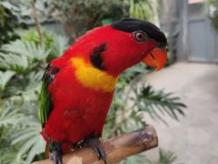 -南宫五洲植物乐园