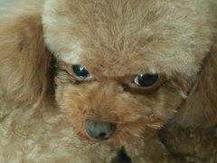 -A猫a狗全科·犬猫异宠·芥西宠物医院(南开总院)