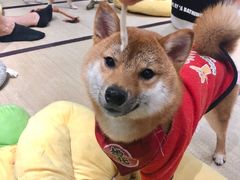 -逗柴咖啡屋·狗咖猫咖宠物桌游