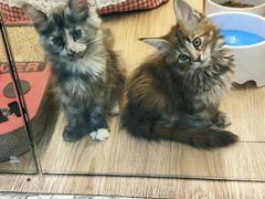-momokira米努特·德文卷毛猫·棉花面纱犬