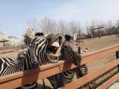 -大连森林动物园