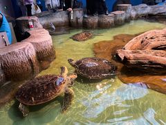 -重庆欢乐海底世界