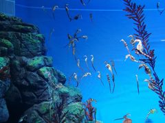 -上海海洋水族馆