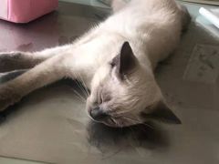 -宠福鑫康馨动物医院·骨科·眼科