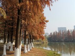 -艾溪湖湿地公园