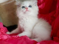 -Bastet sally猫舍购宠(静安店)