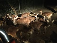 -清迈夜间动物园